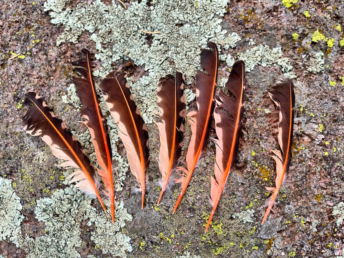 An array of feathers from a Northern Flicker